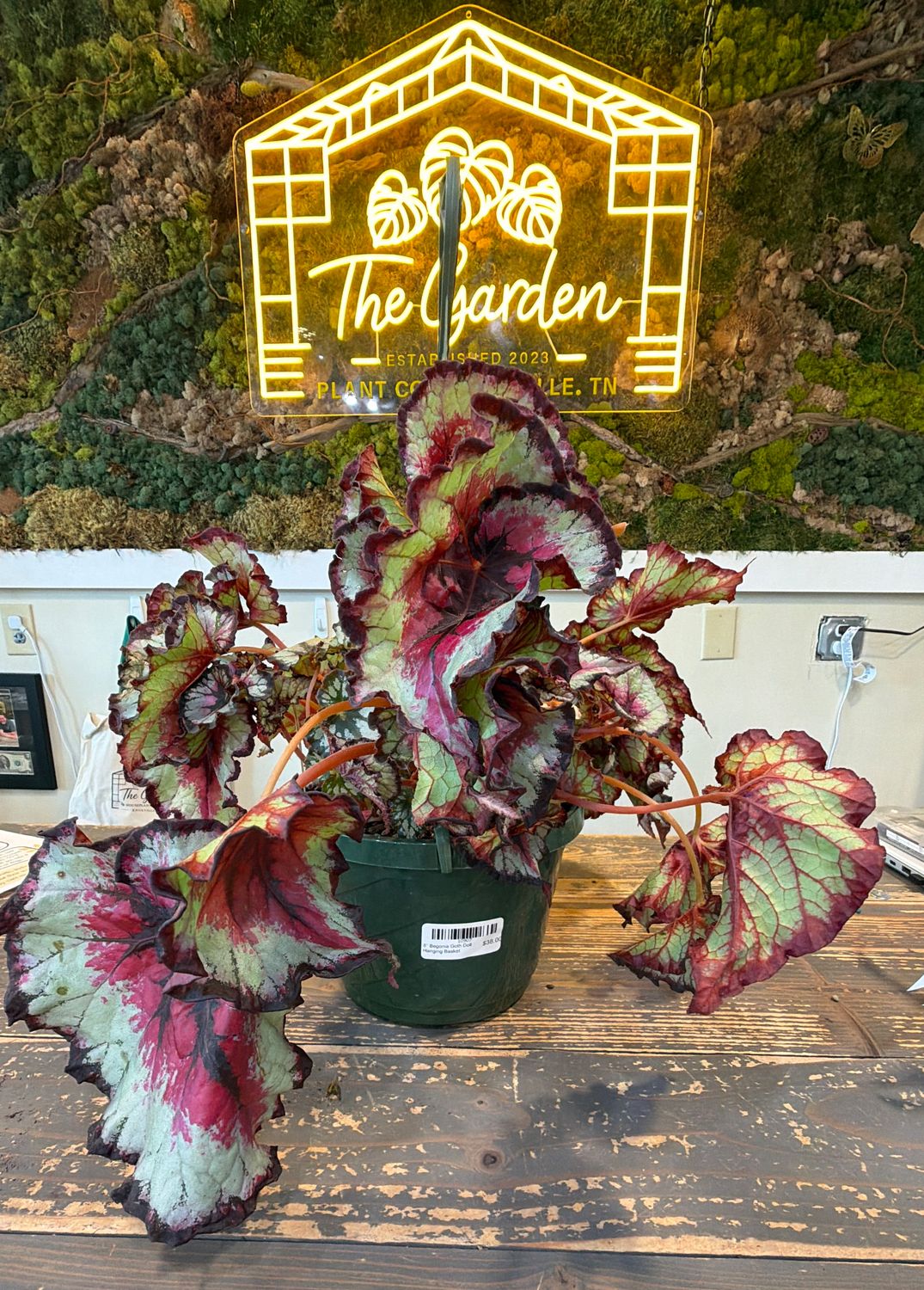 8" Begonia Goth Doll Hanging Basket