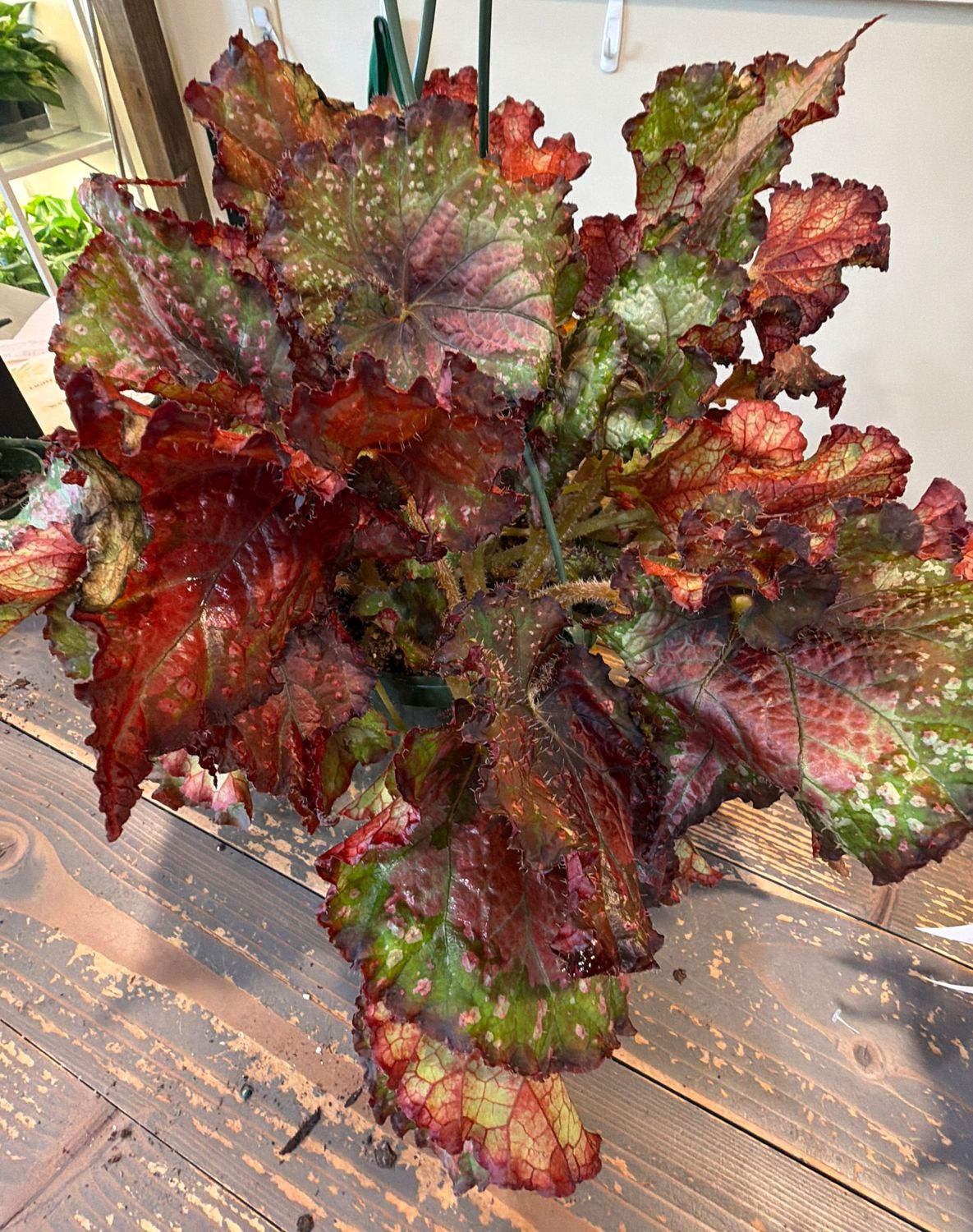 8" Begonia Indian Summer