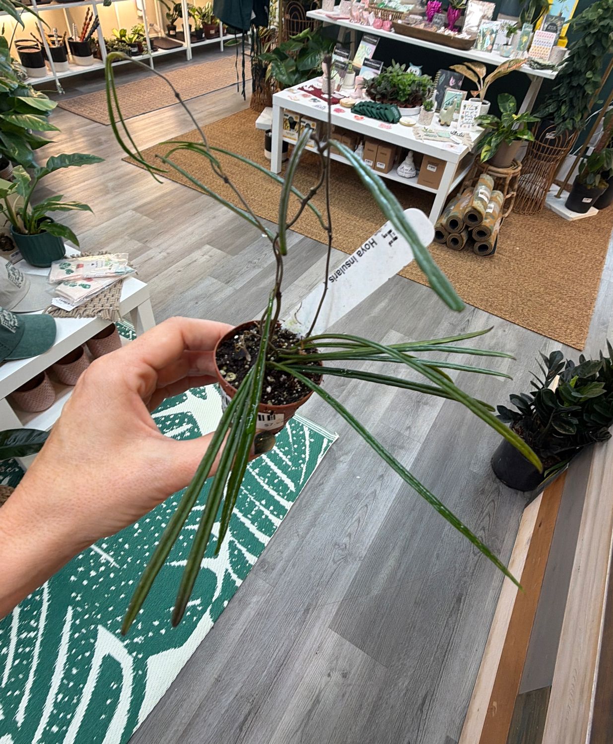 2" Hoya Insularis