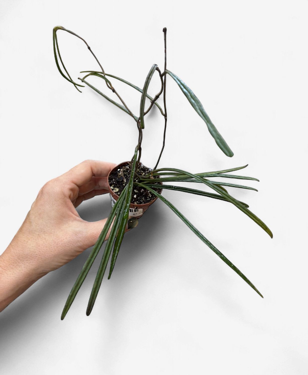 2" Hoya Insularis