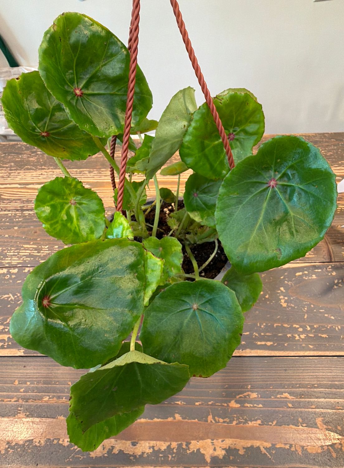 6" Begonia Rogue Hanging Basket