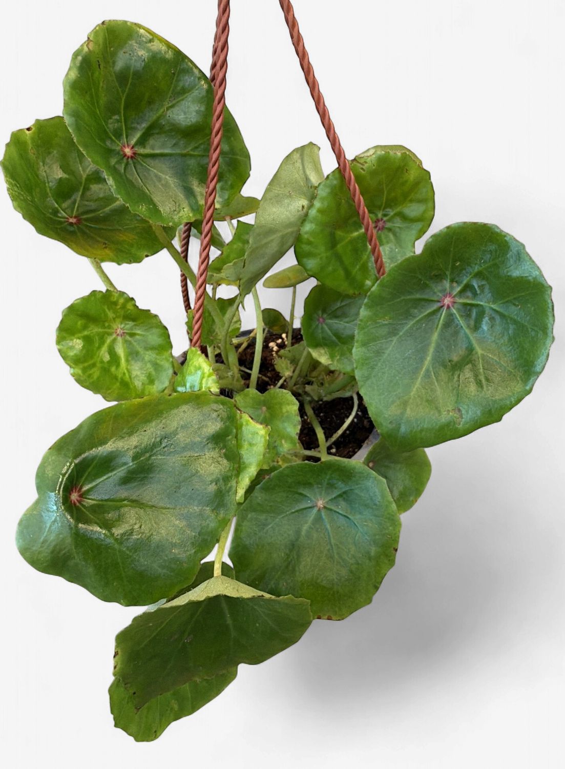 6" Begonia Rogue Hanging Basket