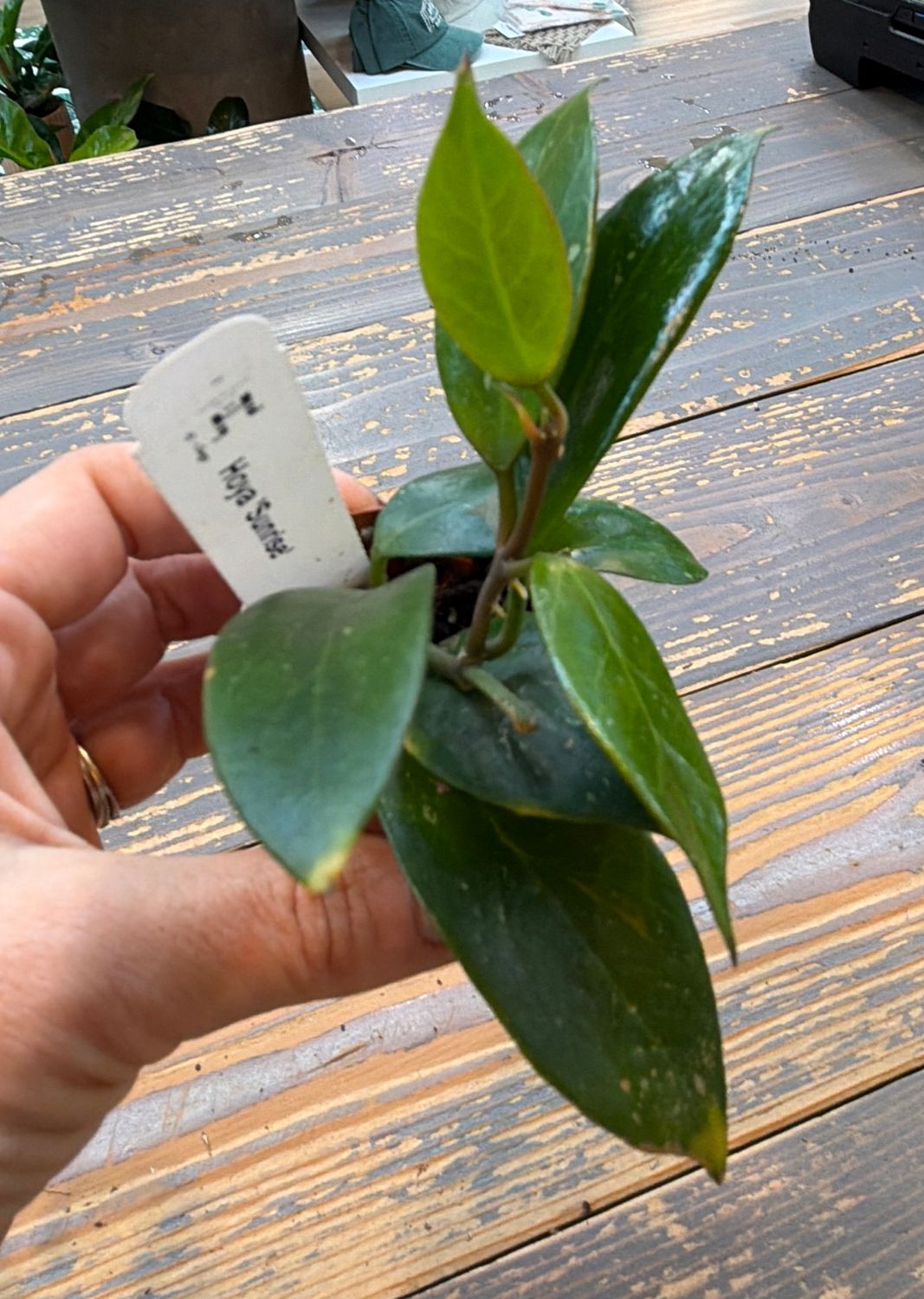2" Hoya Sunrise