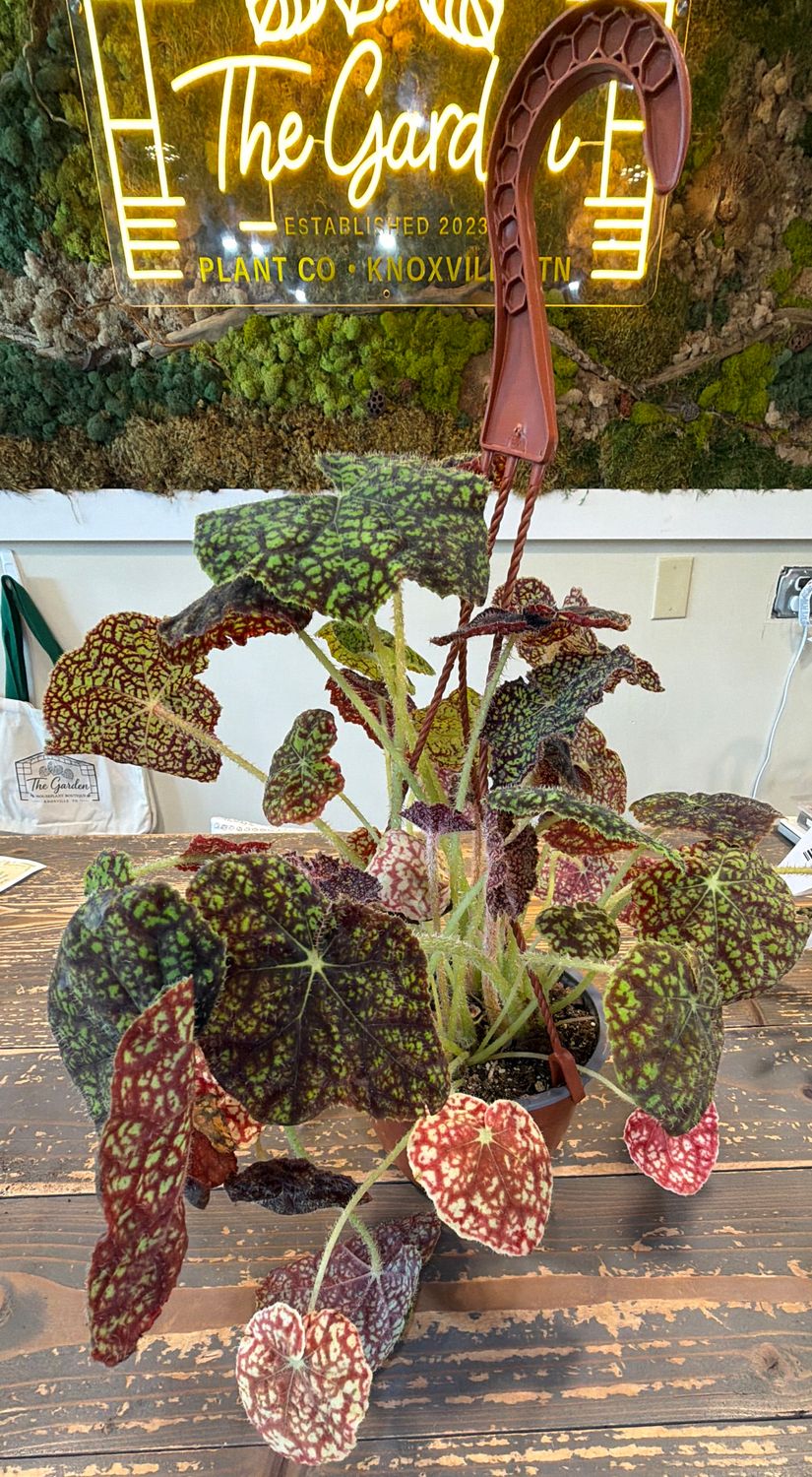 6" Begonia Lynda Evans Hanging Basket