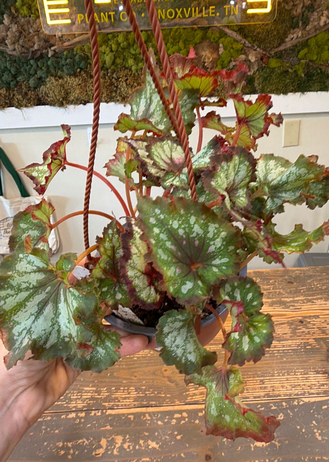 6" Begonia Heart's Desire Hanging Basket