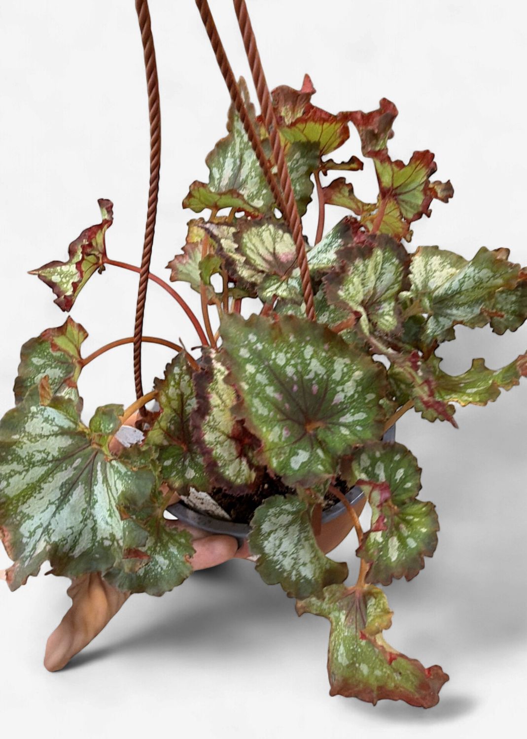 6" Begonia Heart's Desire Hanging Basket