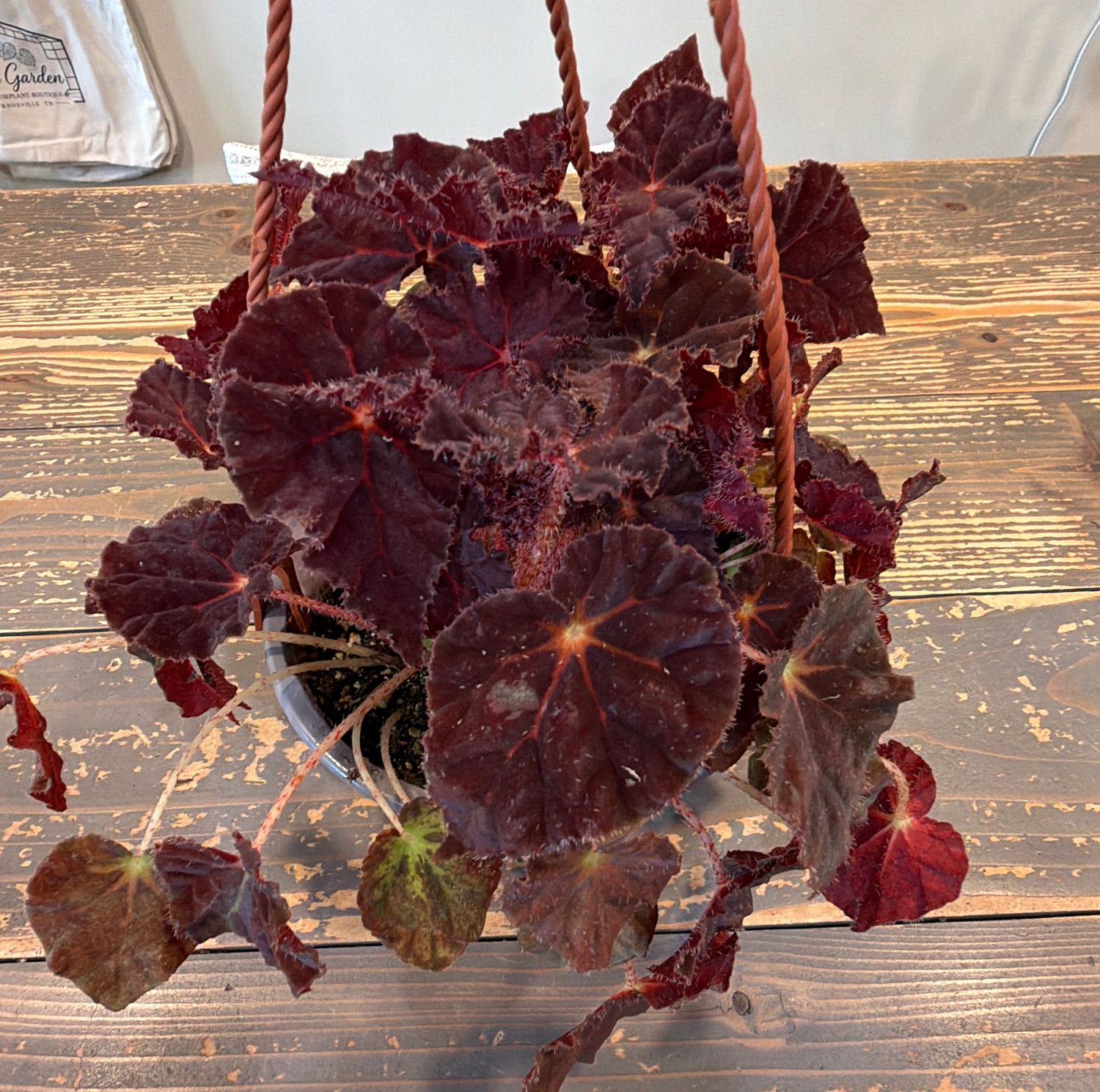 6" Begonia Madame O'Reilly Hanging Basket