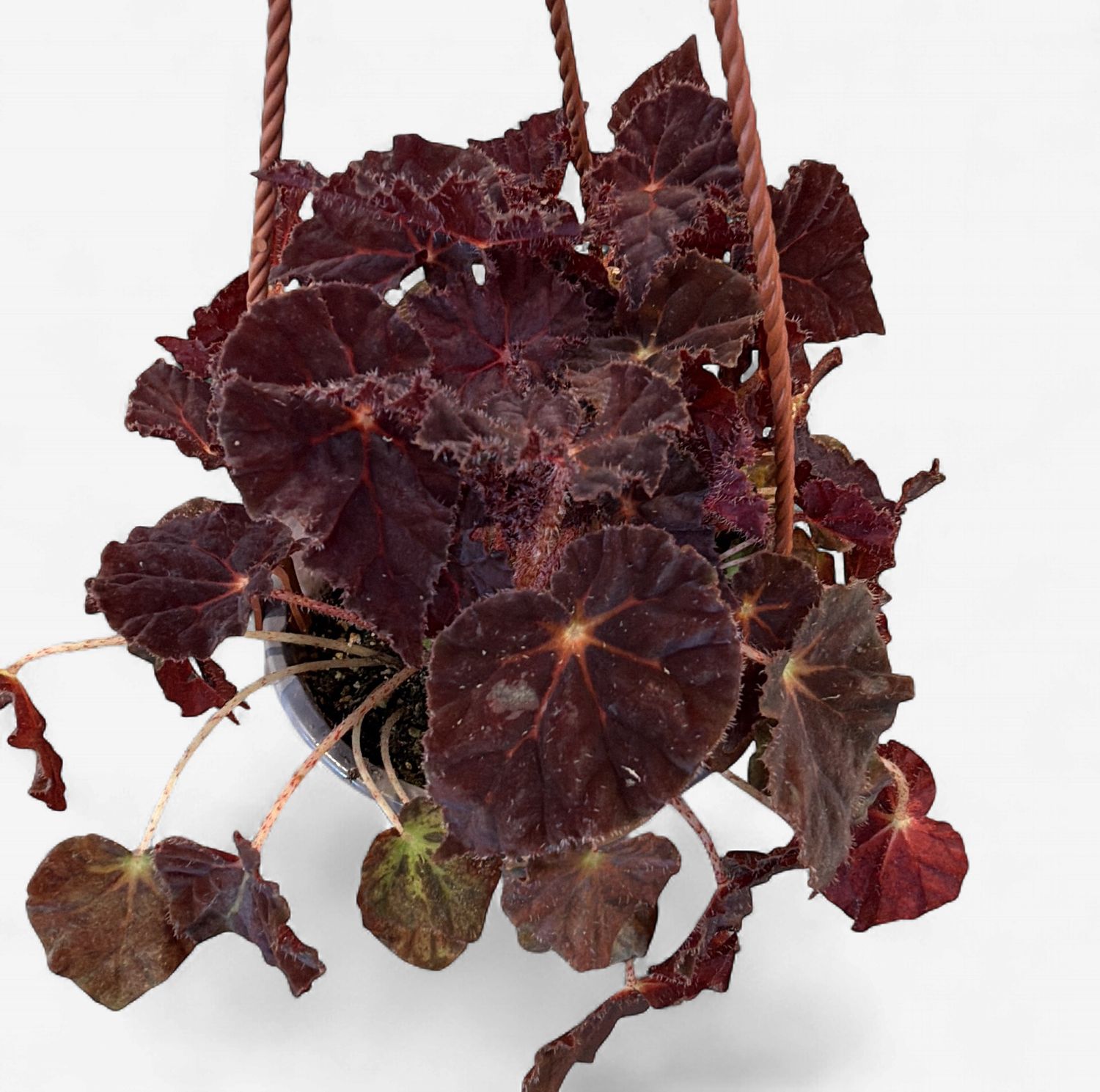6" Begonia Madame O'Reilly Hanging Basket