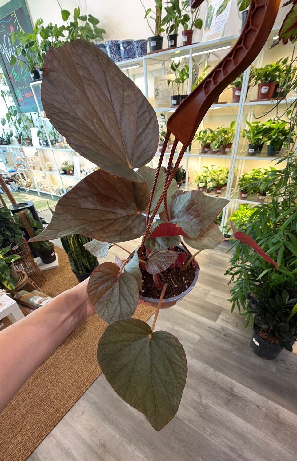 6" Begonia U508 Hanging Basket