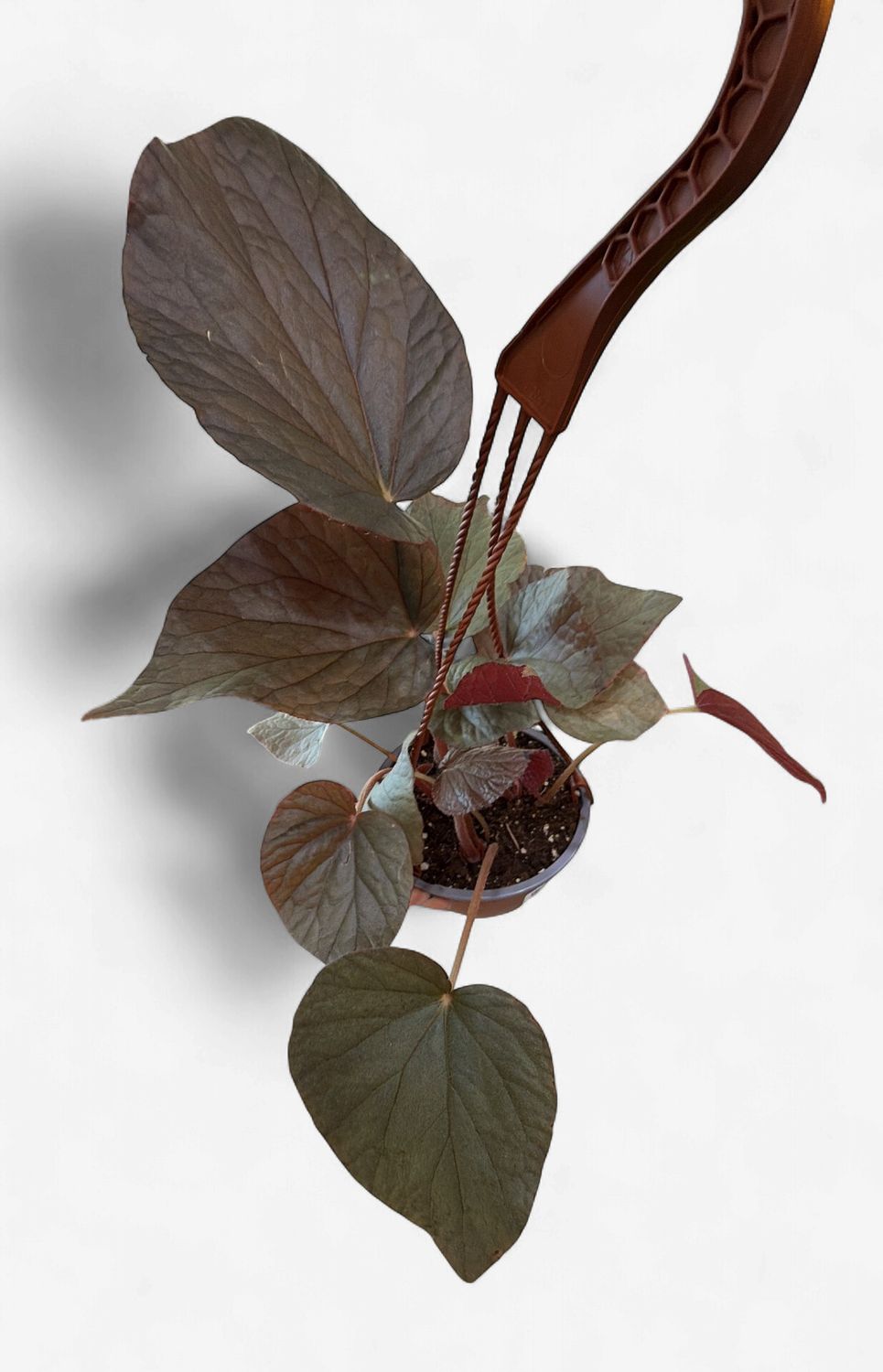 6" Begonia U508 Hanging Basket