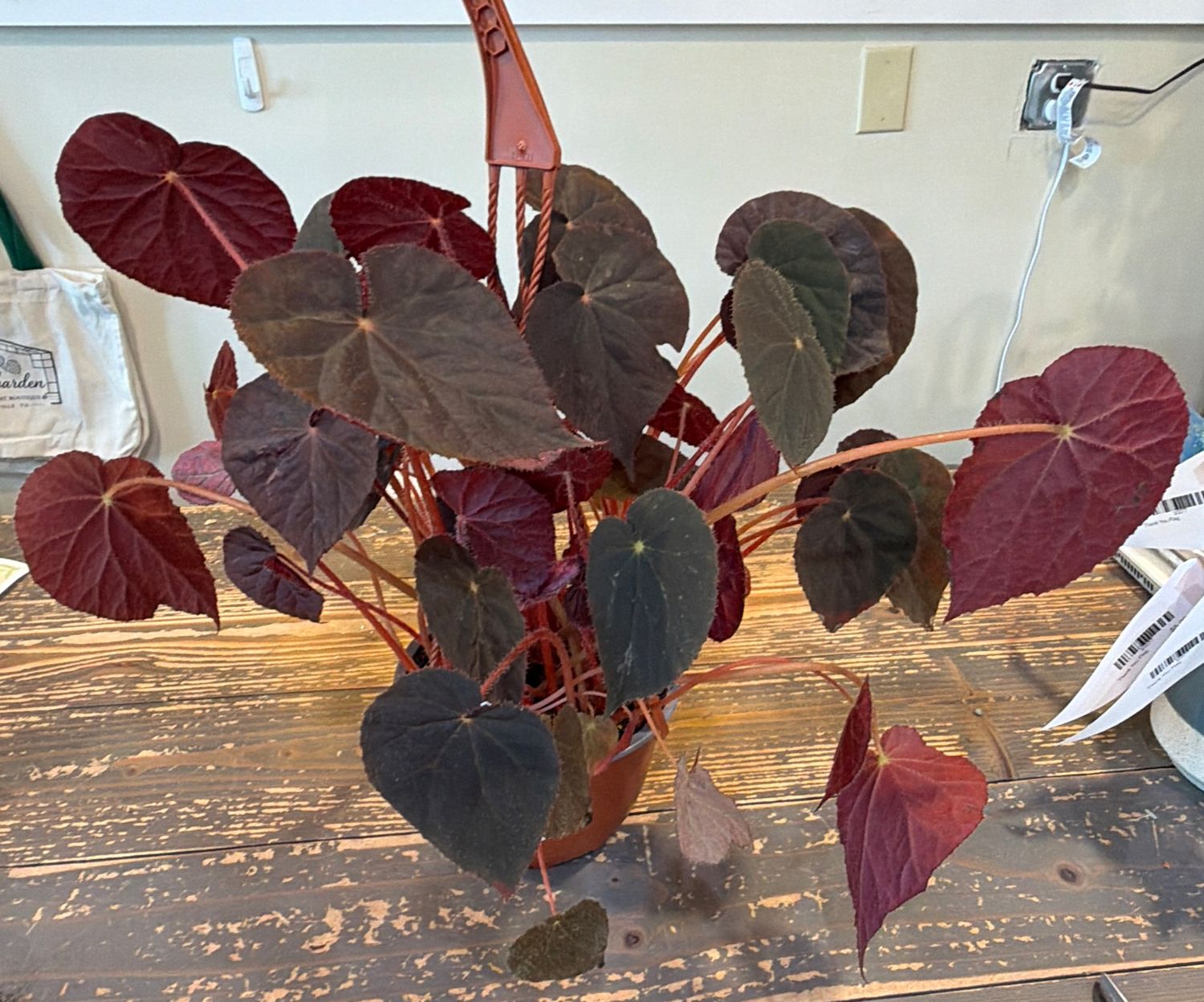6" Harmony's Black Storm Begonia Hanging Basket