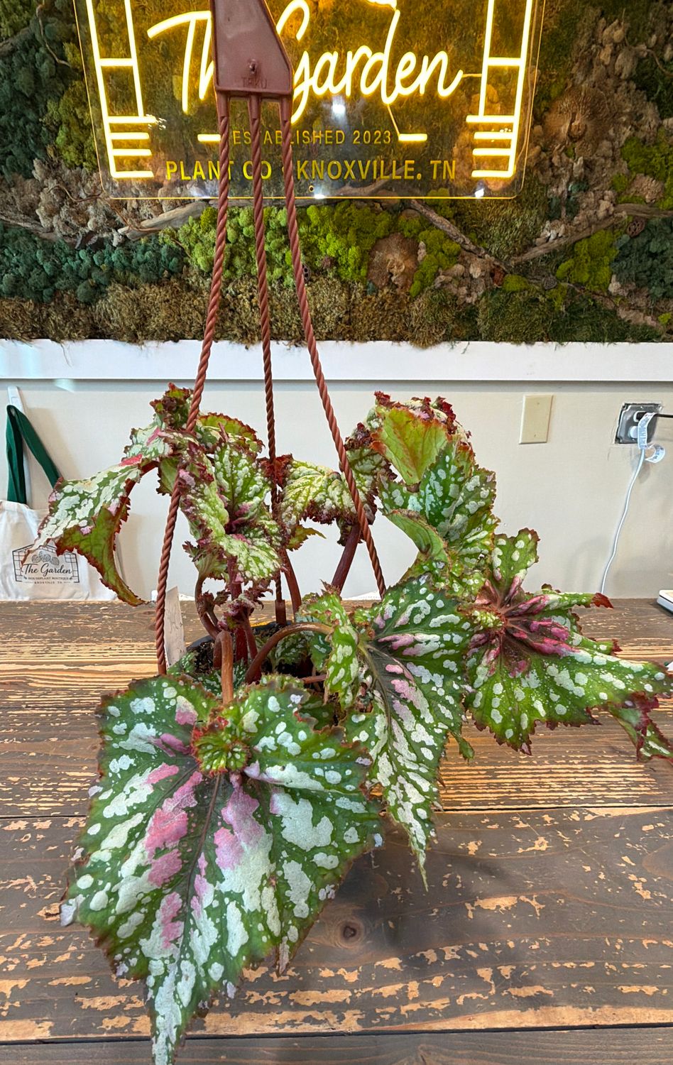 6" Begonia Harmony's Confetti Hanging Basket