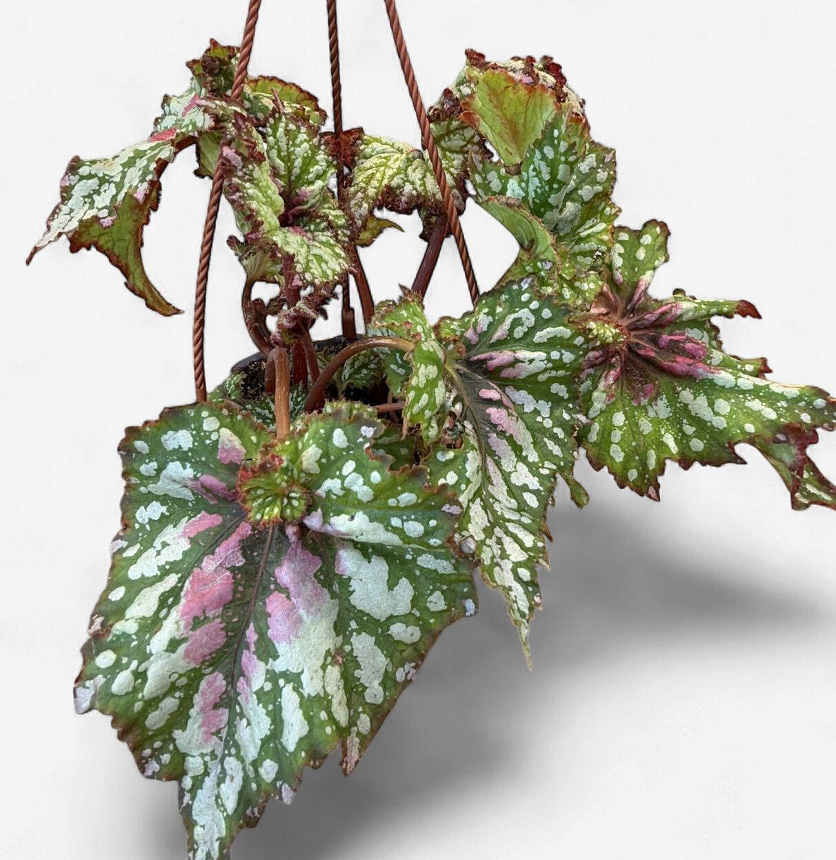 6" Begonia Harmony's Confetti Hanging Basket