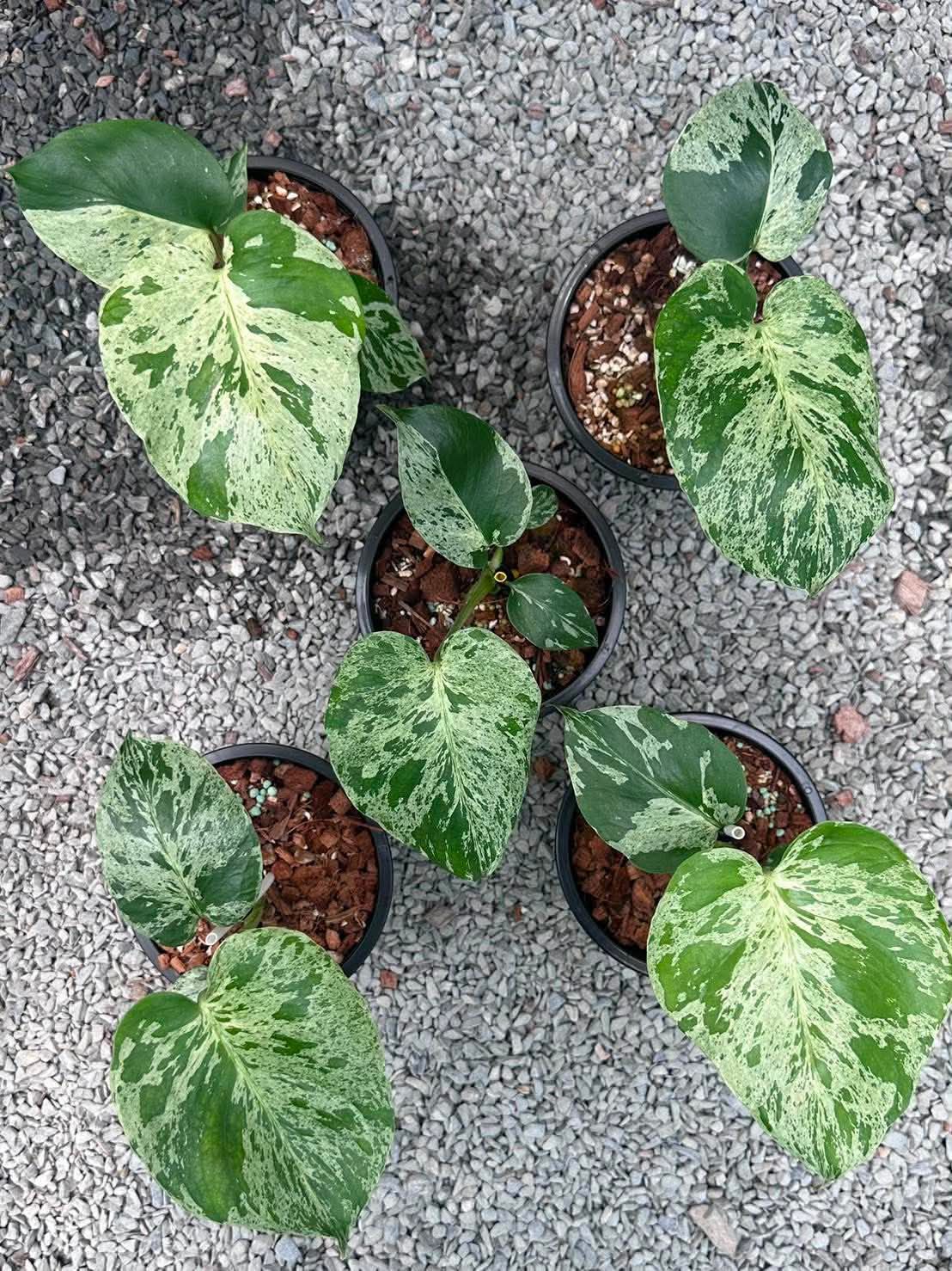 4" Monstera Bulbasaur