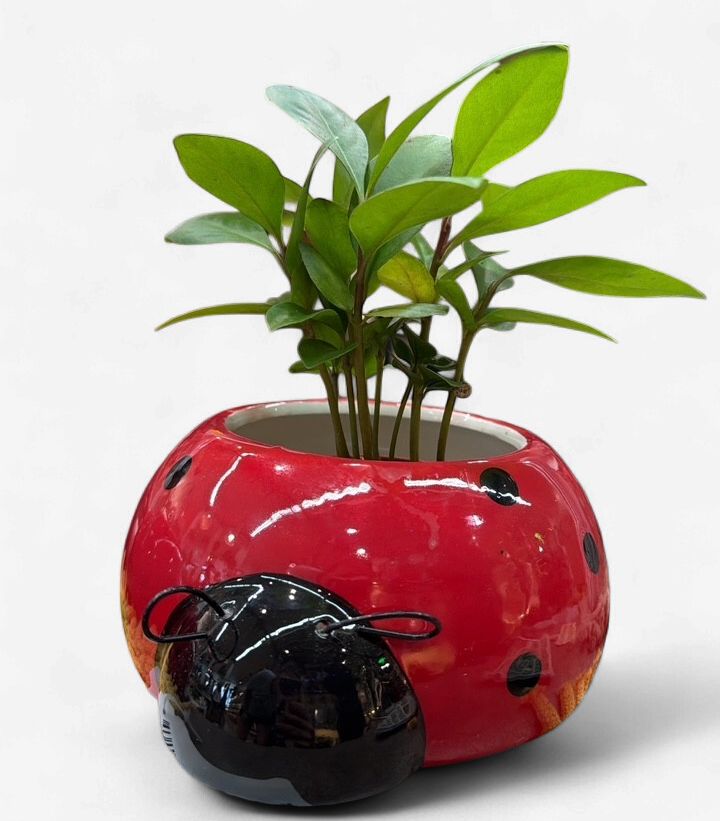 Lady Bug Planter 5.5"