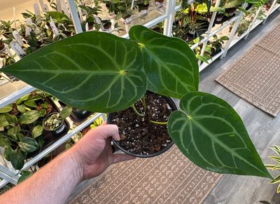 6" Anthurium Regale Hybrid