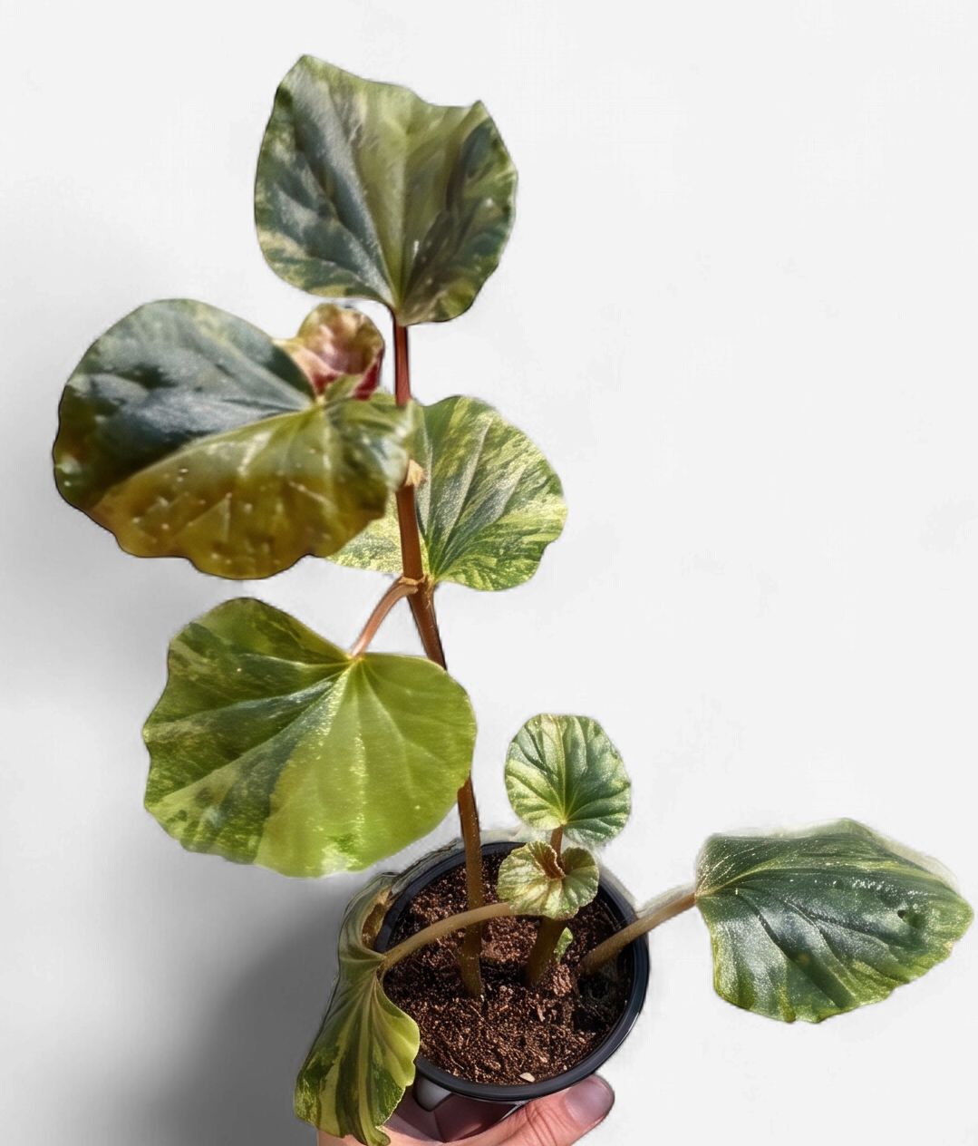3" Begonia Cucullata Variegated