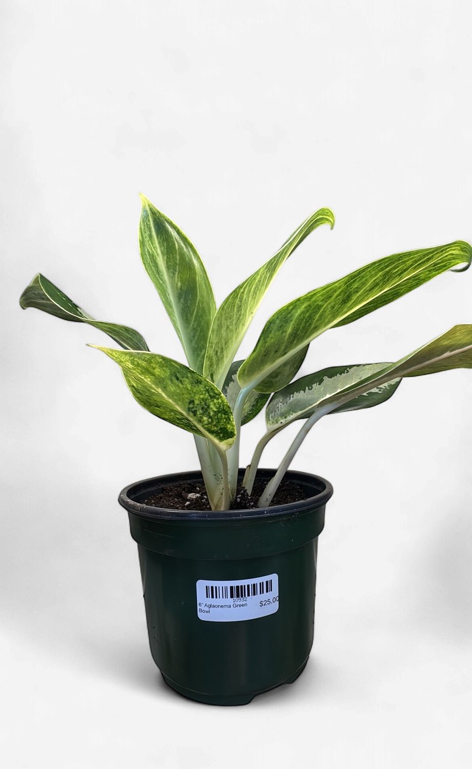 6" Aglaonema Green Bowl