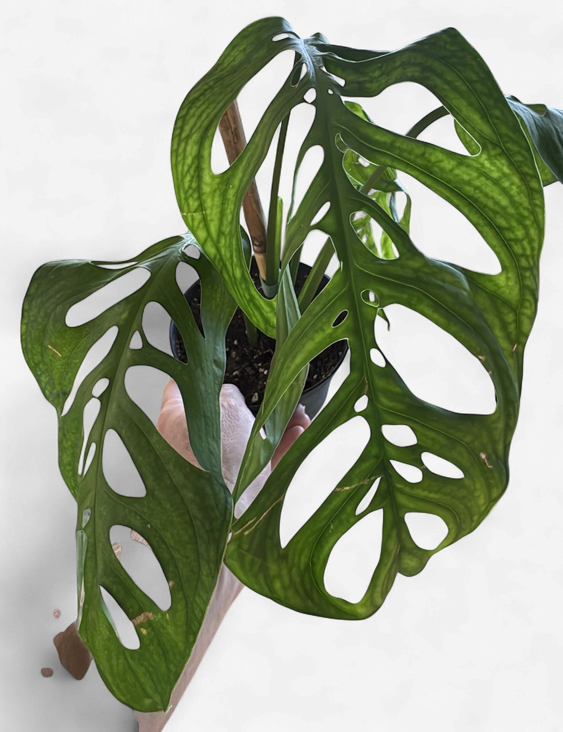 6" Monstera Esqueleto