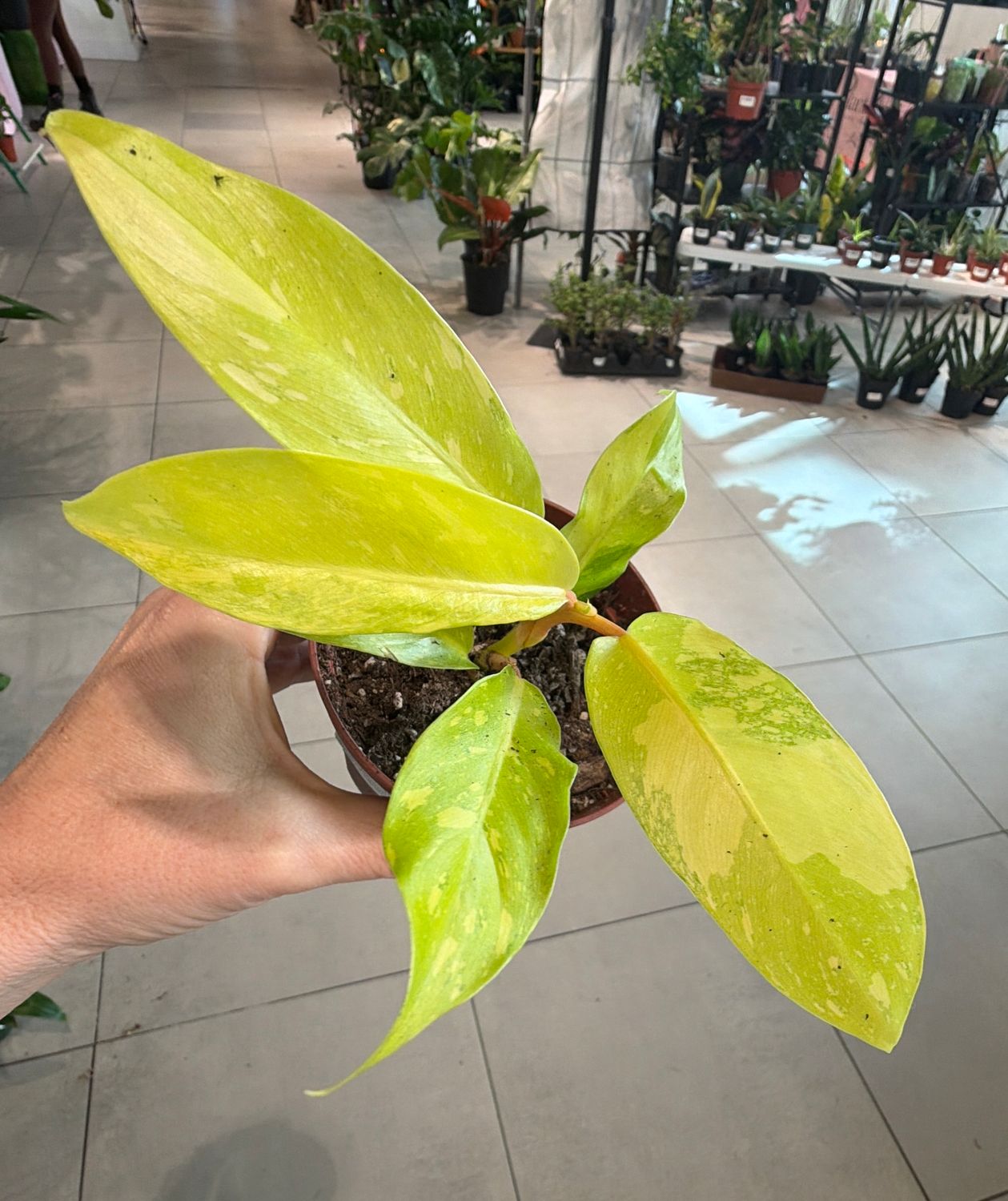 4" Philodendron Golden Goddess Variegated (Small)