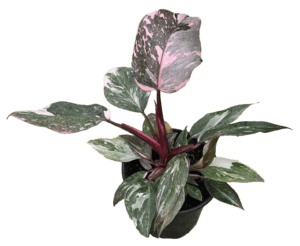 4" Philodendron Pink Princess Galaxy