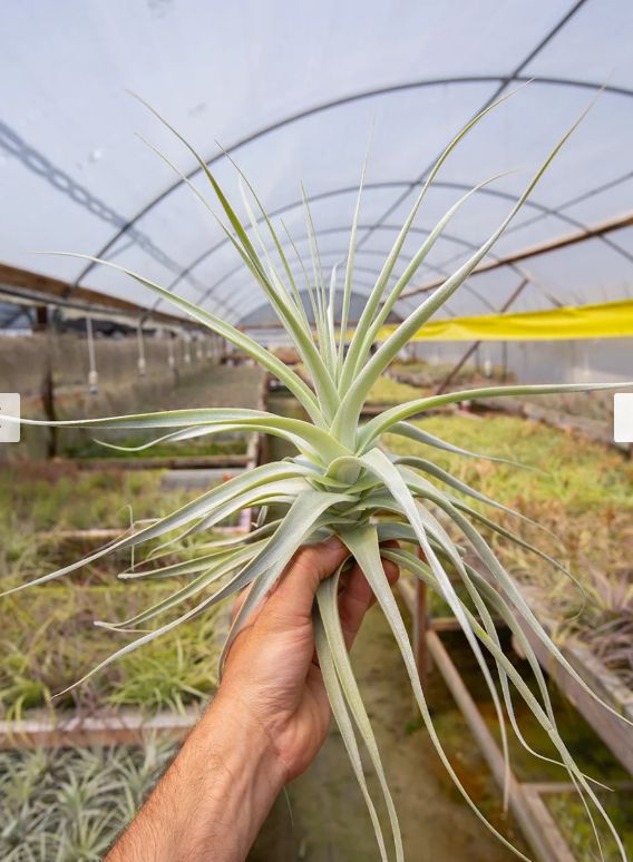 Tillandsia Straminea Straight Form (10-12")