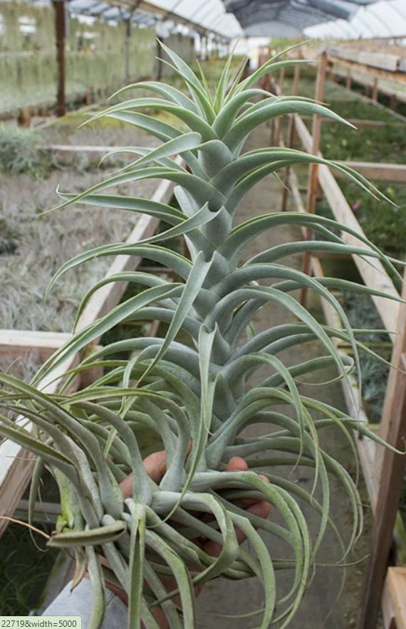 Tillandsia Cacticola X 10-12"