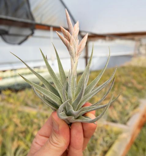 Tillandsia Comarapaensis