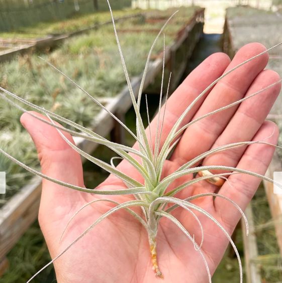 Tillandsia Straminea X