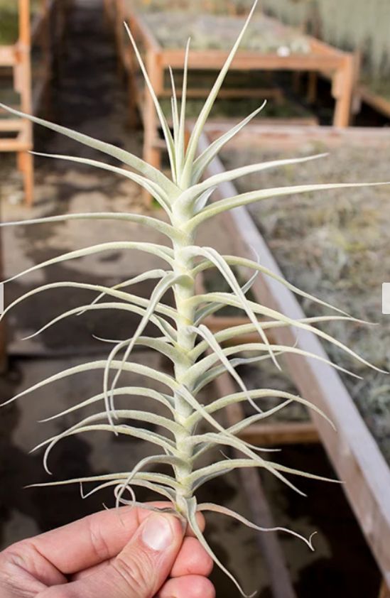 Tillandsia Palacea X 7-8"