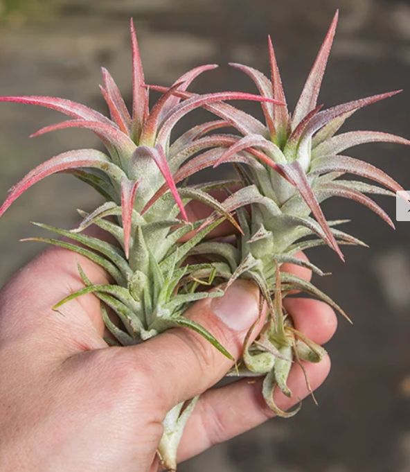 Tillandsia Ionantha Vanhyningii