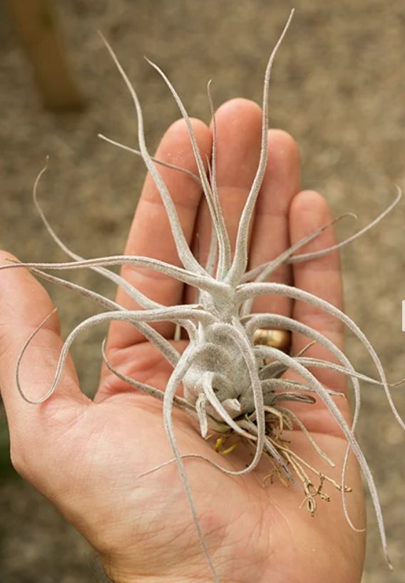 Tillandsia Ehlersiana 5"+