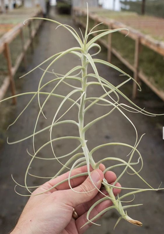 Tillandsia Palacea X 10-12"