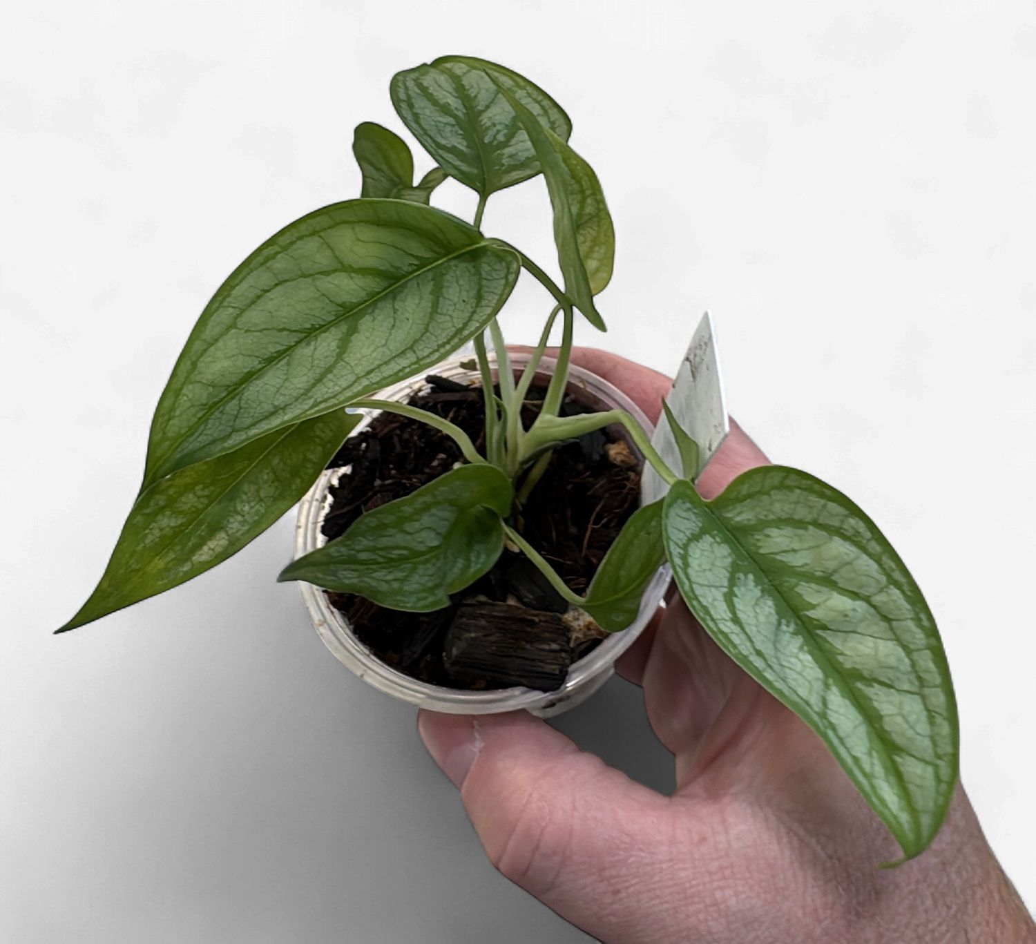 3" Monstera Siltepecana