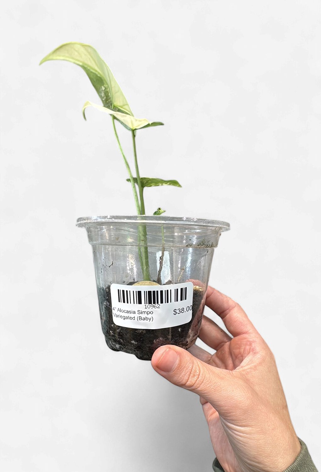 4" Alocasia Simpo Variegated (Baby)
