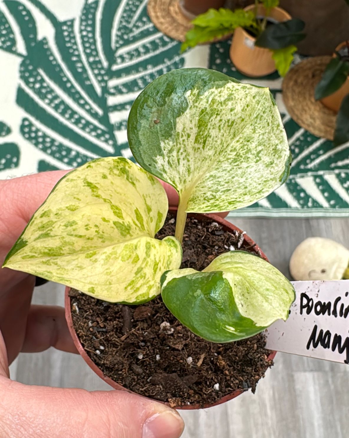 3" Epipremnum Poonsin Manjula