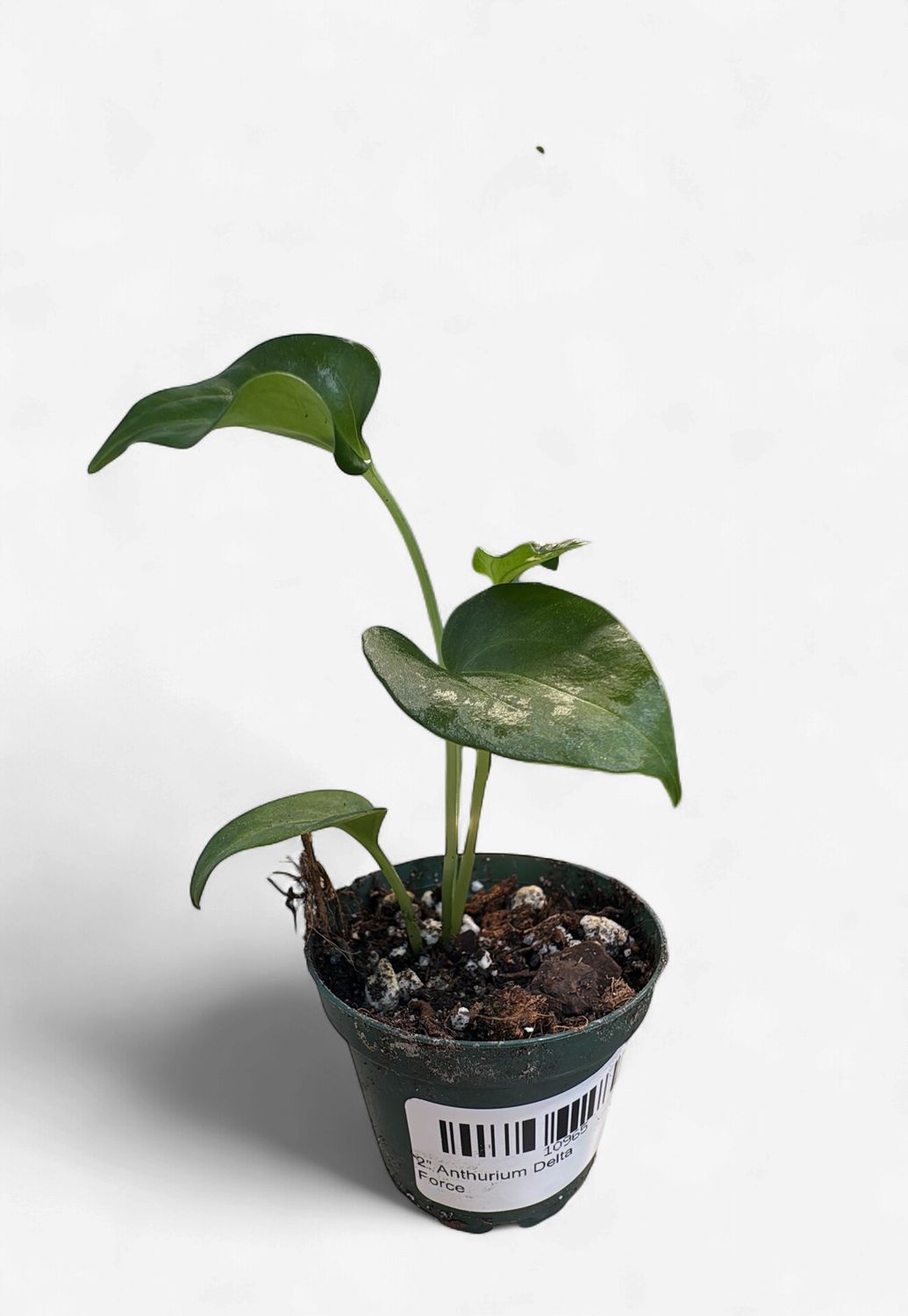 2" Anthurium Delta Force