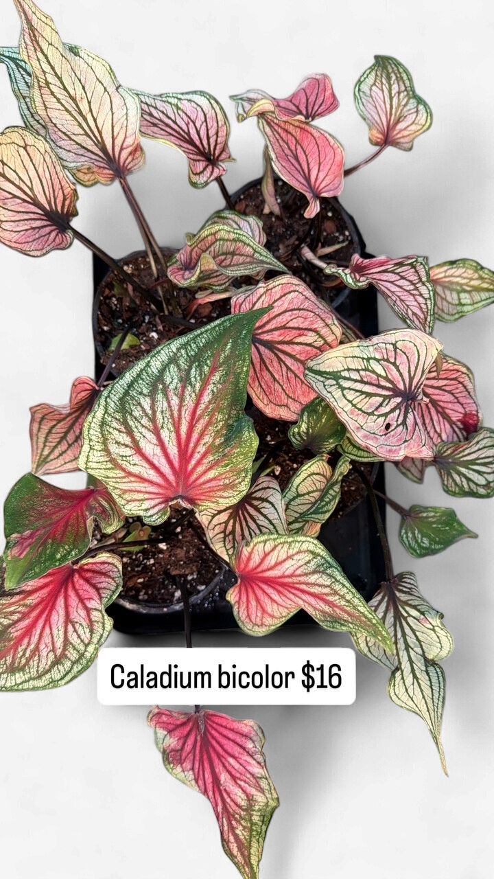 4" Caladium Bicolor