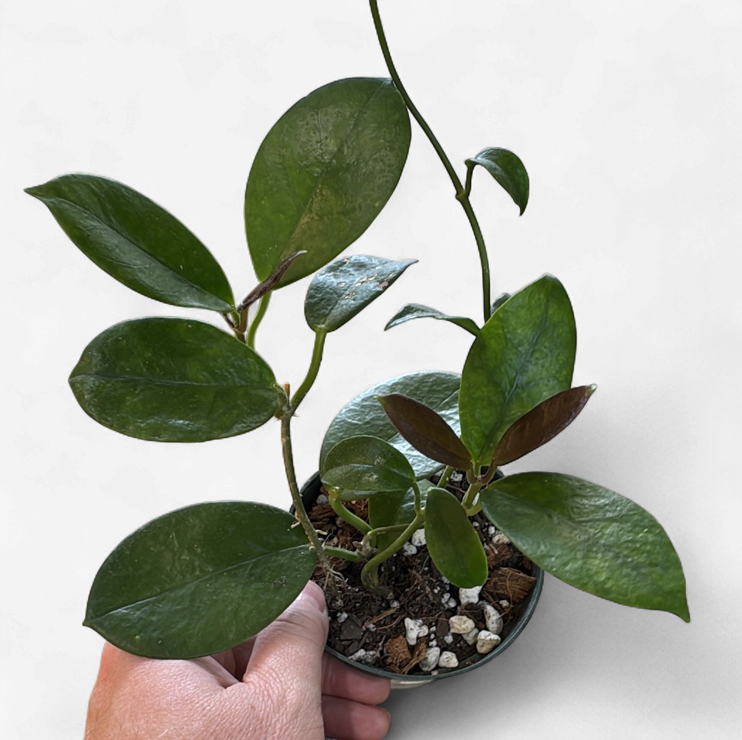4" Hoya Australis