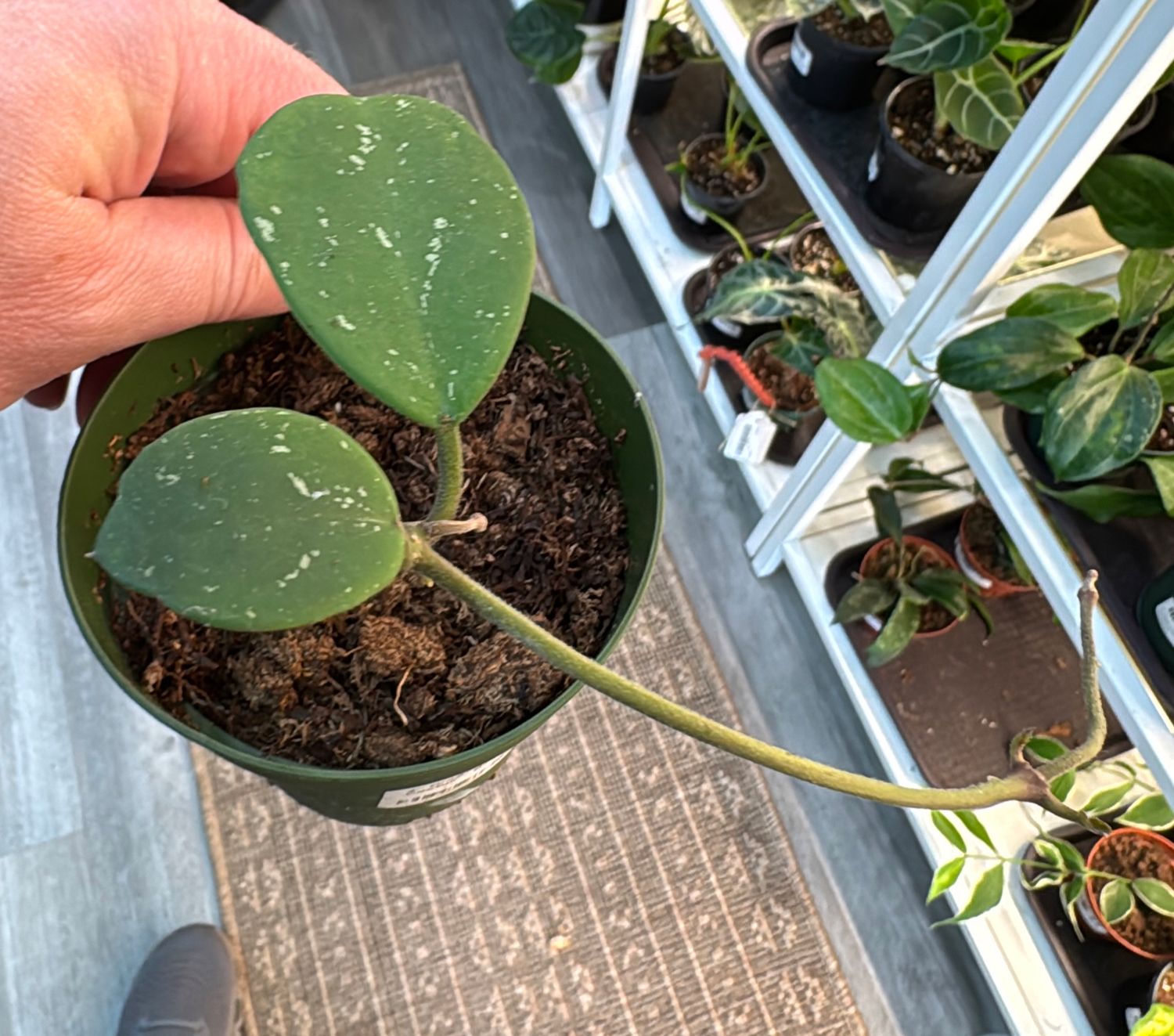 4" Hoya Obovata Splash