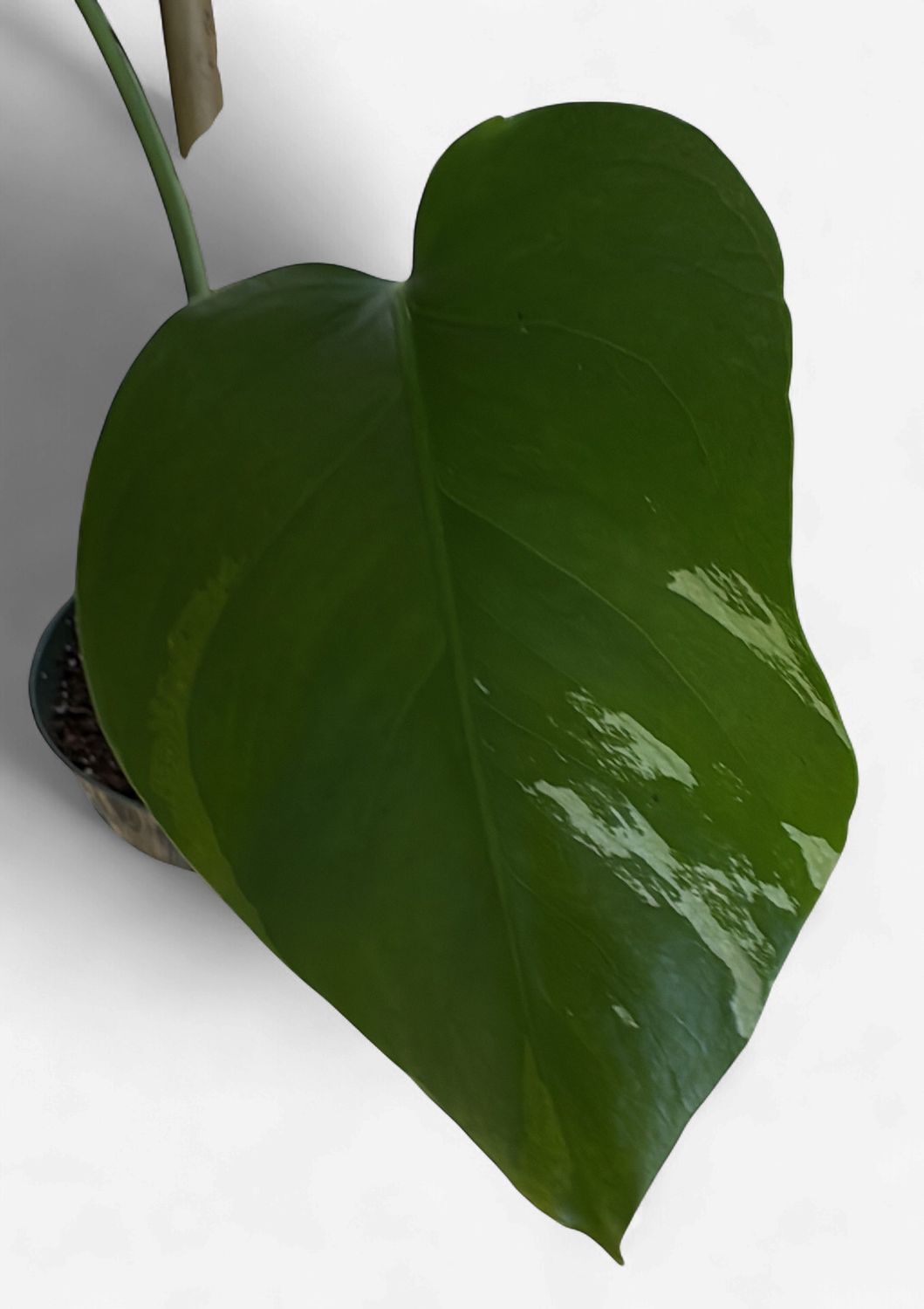 6" Monstera Albo (Low Variegation)