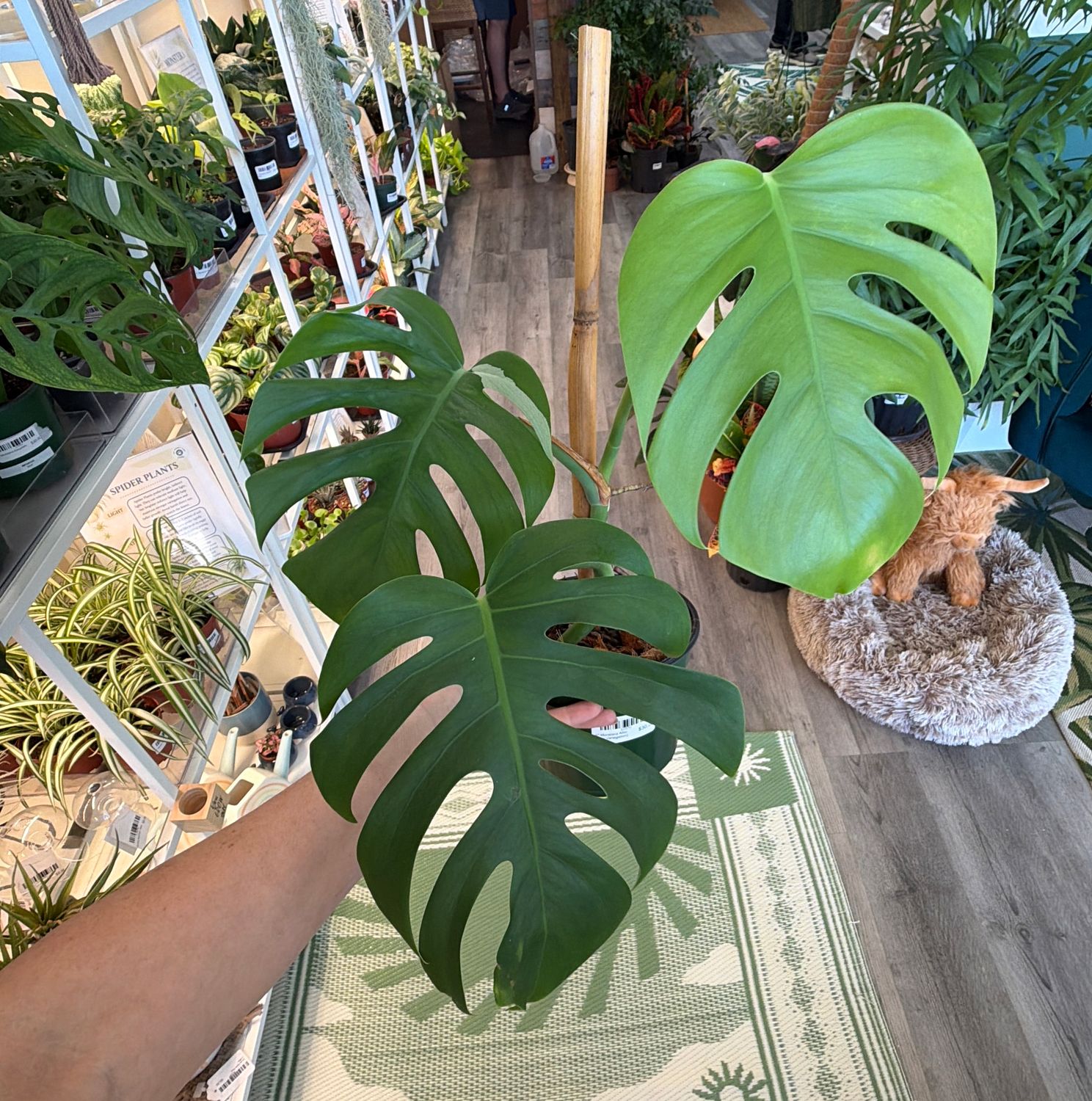 6" Monstera Albo (Low Variegation)
