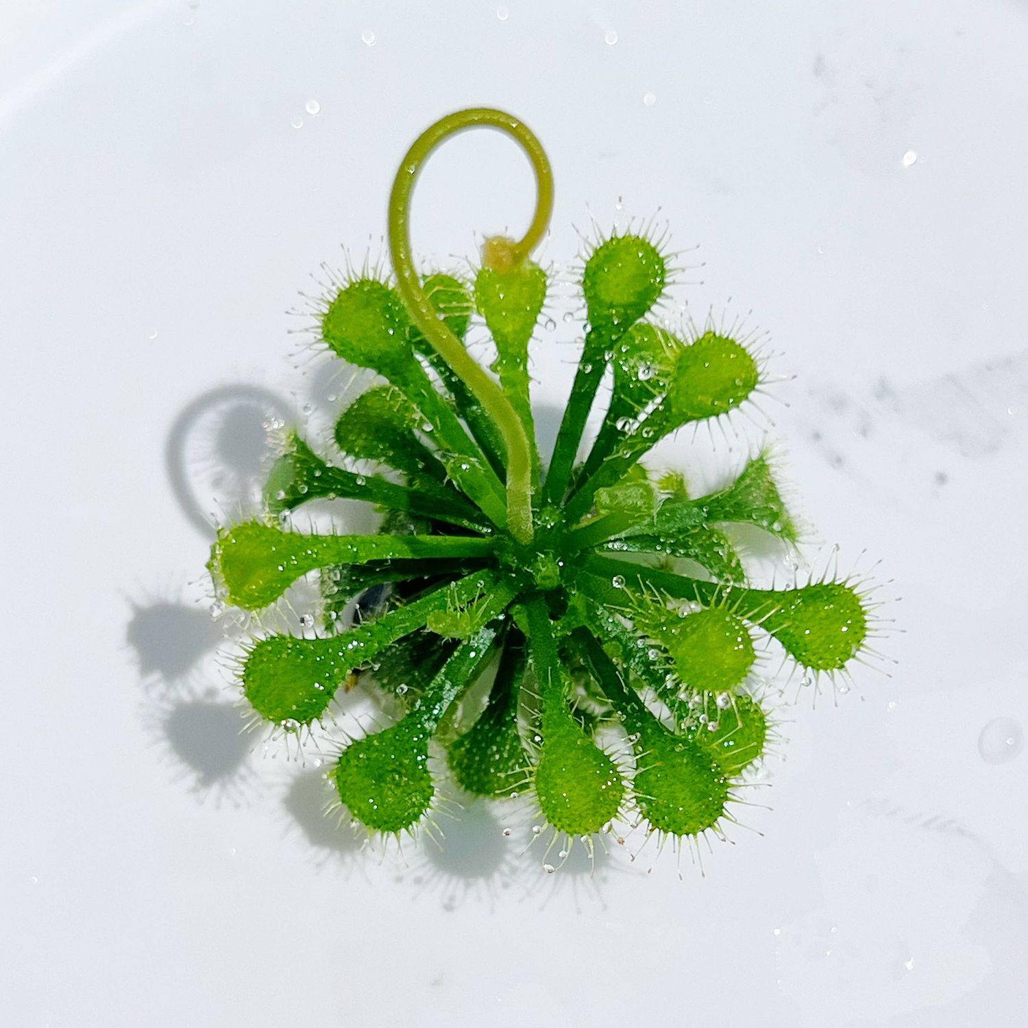 Drosera spatulata – Spoon-leaved Sundew