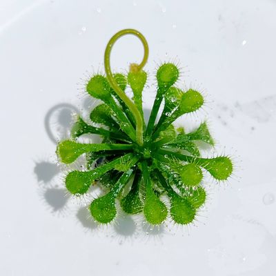Drosera spatulata – Spoon-leaved Sundew