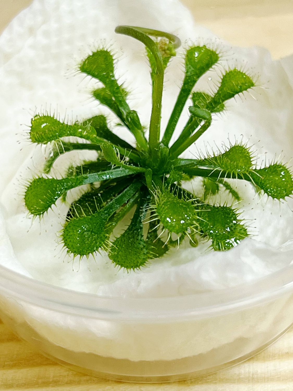Drosera spatulata – Spoon-leaved Sundew
