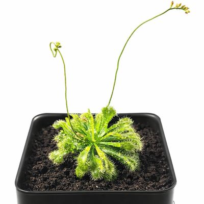 Large Size Spoon-leaved Sundew Plant. 2” Diameter, Drosera Spatulata, Carnivorous Plant