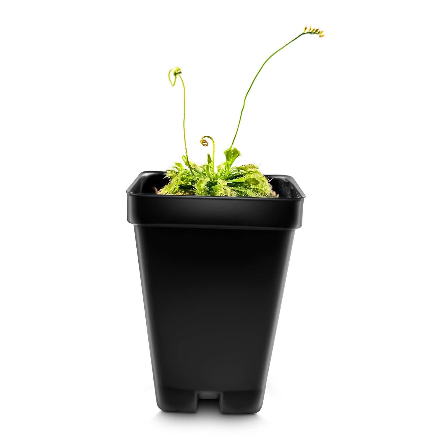 Large Size Spoon-leaved Sundew Plant. 2” Diameter, Drosera Spatulata, Carnivorous Plant