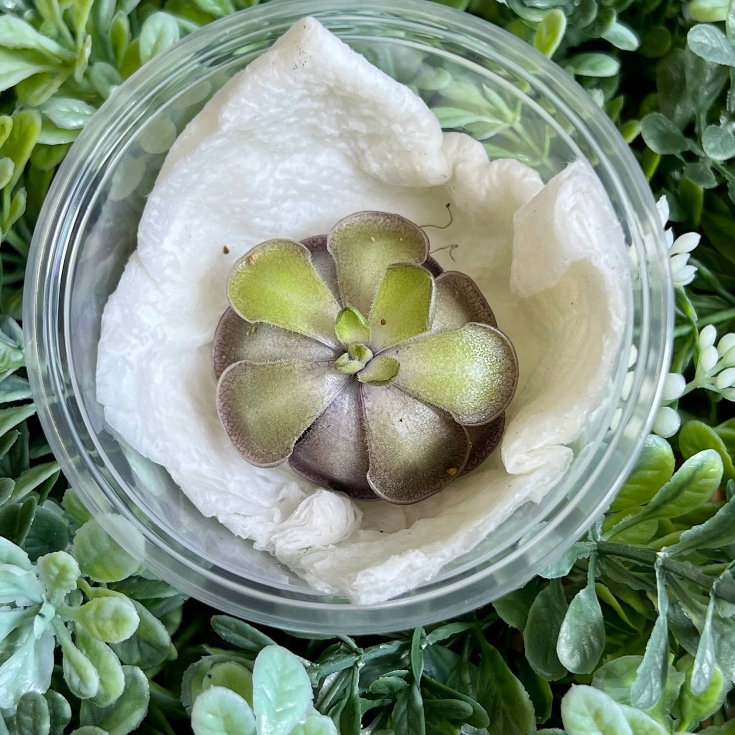Pinguicula cyclosecta – Violet-Toned Butterwort