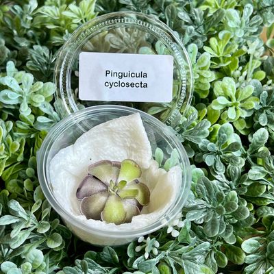 Pinguicula cyclosecta – Violet-Toned Butterwort