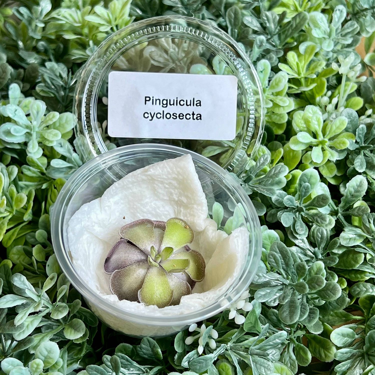Pinguicula cyclosecta – Violet-Toned Butterwort